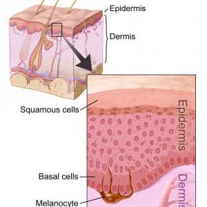 Layers of the facial skin 