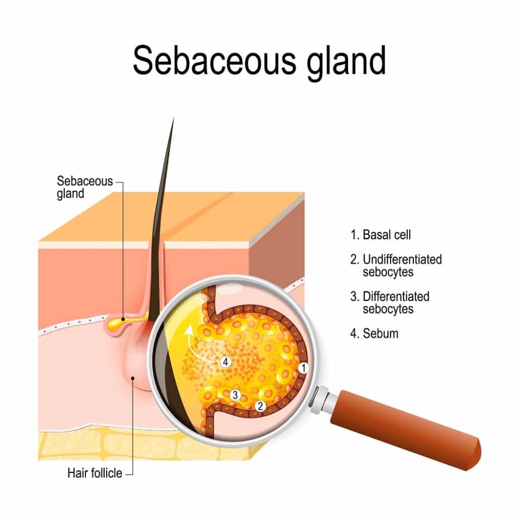 Sebaceous gland