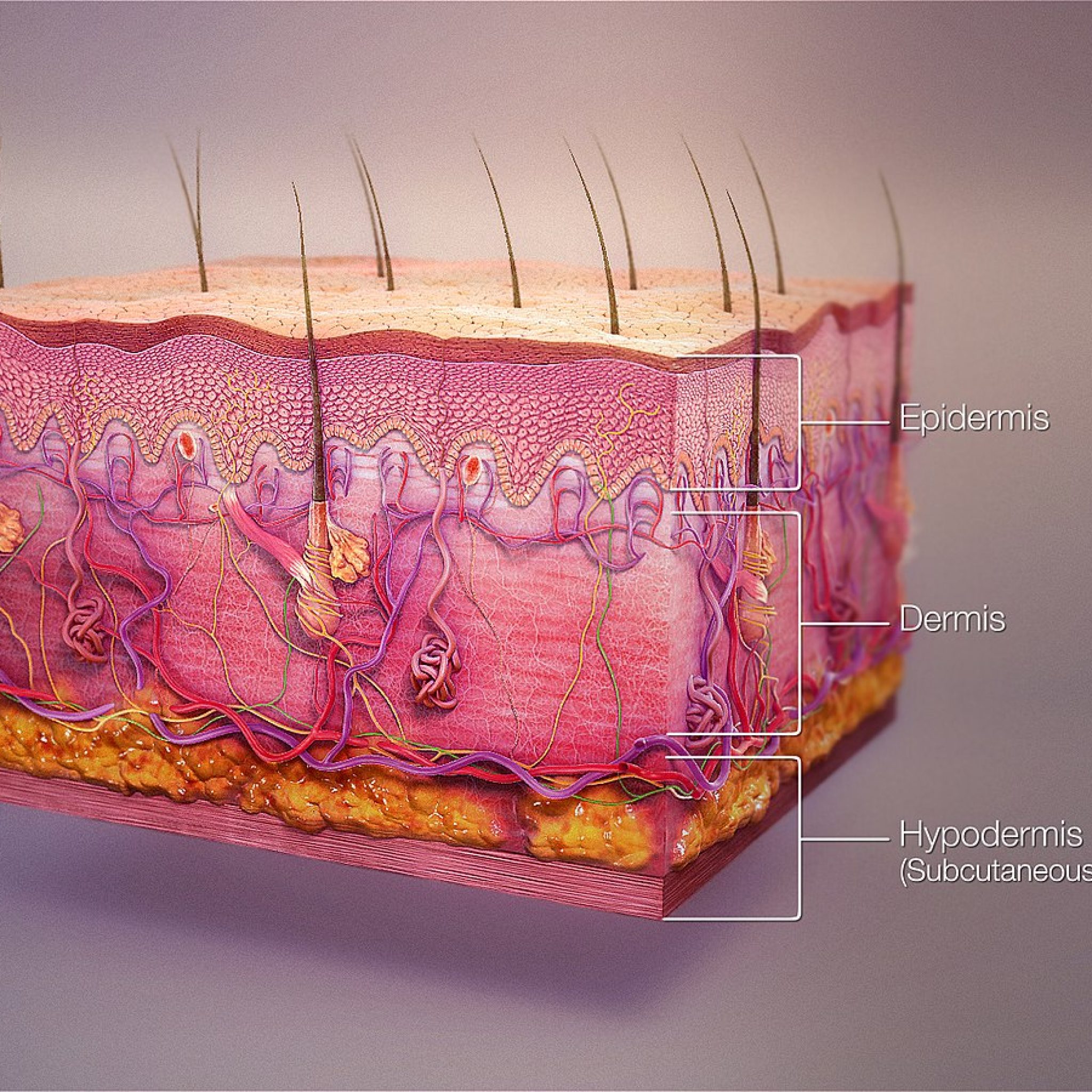 medical_animation_skin_layers - NOWMI